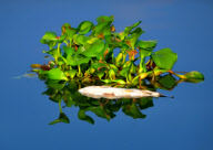 CHINA-FUJIAN-MINJIANG RIVER-DEAD FISH CRISIS (CN)