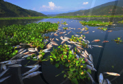CHINA-FUJIAN-MINJIANG RIVER-DEAD FISH CRISIS (CN)