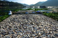 CHINA-FUJIAN-MINJIANG RIVER-DEAD FISH CRISIS (CN)