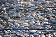 CHINA-FUJIAN-MINJIANG RIVER-DEAD FISH CRISIS (CN)