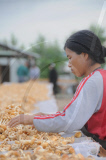 CHINA-INNER MONGOLIA-HUNTER-MUSHROOM (CN)