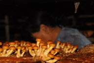 CHINA-INNER MONGOLIA-HUNTER-MUSHROOM (CN)