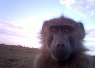 Camera trap photographs by Blair Roberts, Kenya - 2011