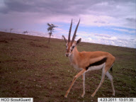 Camera trap photographs by Blair Roberts, Kenya - 2011