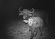 Camera trap photographs by Blair Roberts, Kenya - 2011