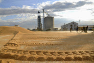 #CHINA-CROPS-HARVEST (CN)