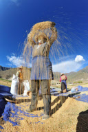 #CHINA-CROPS-HARVEST (CN)