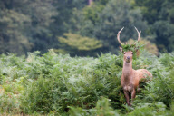 Deer hiding amongst the ferns in Bushy Park, London - 03 Sep 2011