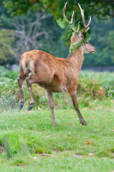 Deer hiding amongst the ferns in Bushy Park, London - 03 Sep 2011