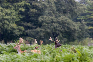 Deer hiding amongst the ferns in Bushy Park, London - 03 Sep 2011