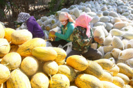 #CHINA-HAMI-MELON(CN)