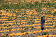 #CHINA-BORTALA-PUMPKIN(CN)