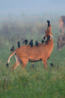 Mynah birds line up on backs of antelopes, Rajasthan, India - 15 Aug 2011