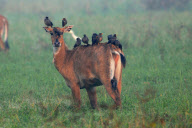 Mynah birds line up on backs of antelopes, Rajasthan, India - 15 Aug 2011