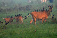 Mynah birds line up on backs of antelopes, Rajasthan, India - 15 Aug 2011