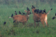 Mynah birds line up on backs of antelopes, Rajasthan, India - 15 Aug 2011