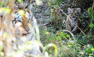 CHINA-HARBIN-SIBERIAN TIGER-BREEDING (CN)