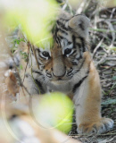 CHINA-HARBIN-SIBERIAN TIGER-BREEDING (CN)