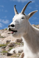 Laughing mountain goat, Mt. Evans, Colorado, America - Sep 2011