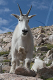 Laughing mountain goat, Mt. Evans, Colorado, America - Sep 2011