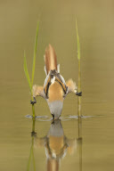 Bearded reedling male catching a cranefly in shallow waters, The Veluwe, Netherlands - Sep 2011