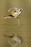 Bearded reedling male catching a cranefly in shallow waters, The Veluwe, Netherlands - Sep 2011