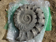 Fünfjährige findet 140 Millionen Jahre altes Fossil