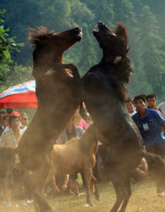 China: Grausame Pferdekämpfe in der Provinz Guangxi