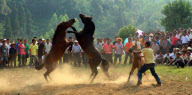 China: Grausame Pferdekämpfe in der Provinz Guangxi