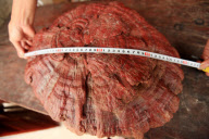 # CHINA-GUANGXI-LUCID GANODERMA (CN)