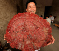 # CHINA-GUANGXI-LUCID GANODERMA (CN)