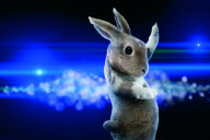 Ballroom Bunnies calendar - Aug 2011