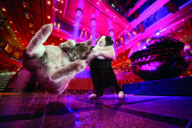 Ballroom Bunnies calendar - Aug 2011