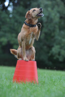 Hundetraining