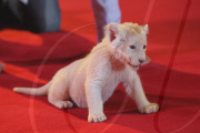 Präsentation des zwei Wochen alten weissen Löwenbabys bei einem Fototermin in Hamburg