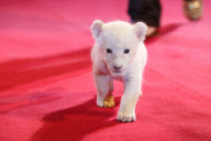 Präsentation des zwei Wochen alten weissen Löwenbabys bei einem Fototermin in Hamburg