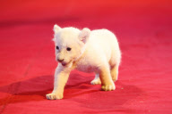 Präsentation des zwei Wochen alten weissen Löwenbabys bei einem Fototermin in Hamburg