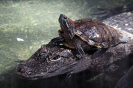 Turtle rides on the back of alligator at the Cincinnati Zoo & Botanical Garden, America - 20 May 2011
