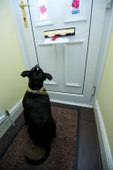 Postmen to be issued with 'Posting Pegs' to avoid getting their fingers bitten by dogs, Britain - 17 Sep 2011