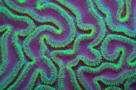Underwater fluorescent photographs by Alex Mustard - 19 Aug 2011