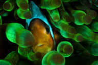 Underwater fluorescent photographs by Alex Mustard - 19 Aug 2011