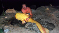 Man catches huge albino fish bigger than he is in the River Ebro, Spain  - 15 Sep 2011