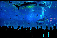 CHINA-YANTAI-WHALE SHARK (CN)
