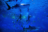 CHINA-YANTAI-WHALE SHARK (CN)