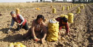 CHINA-INNER MONGOLIA-HARVEST SEASON (CN)