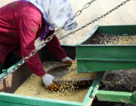 CHINA-JILIN-SOYBEAN-HARVEST (CN)