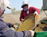 CHINA-JILIN-SOYBEAN-HARVEST (CN)