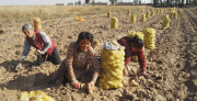 CHINA-INNER MONGOLIA-HARVEST SEASON (CN)