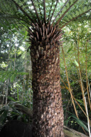 Andrew Brogan verwandelt seinen Garten in Suffolk in einen Amazonas-Regenwald