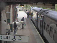 Man tries to board a train with his horse at Wrexham General train station, Wales - 14 May 2011
